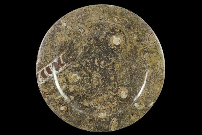 Fossil Orthoceras & Goniatite Round Plate - Stoneware #140075